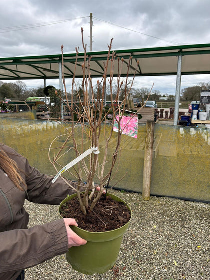 Azalea Knaphill Jolie Madame 10 Litre Pot