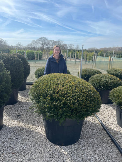 Taxus Renkes Kleiner Dome 140cm 230 Litre Pot