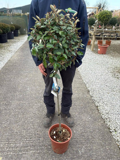 Elaeagnus x E.Compacta 1/2 Standard 7.5 Litre Pot