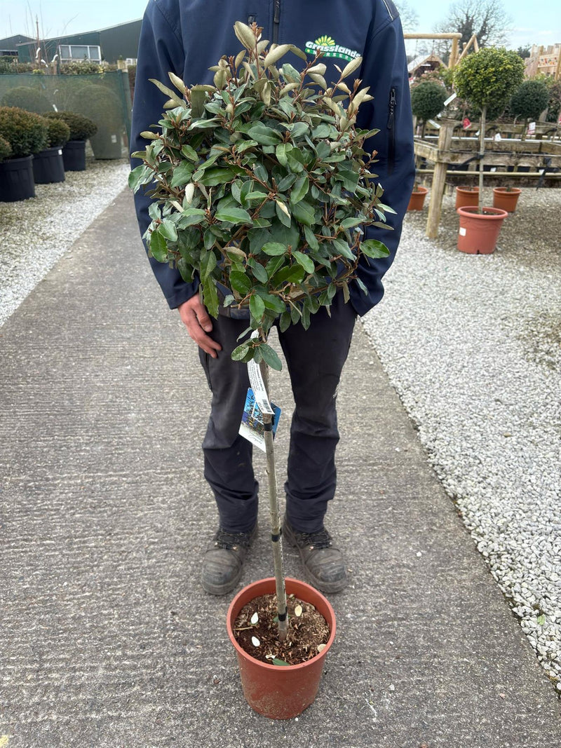 Elaeagnus x E.Compacta 1/2 Standard 7.5 Litre Pot