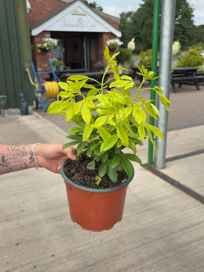 Choisya Sundance 2 Litre Pot
