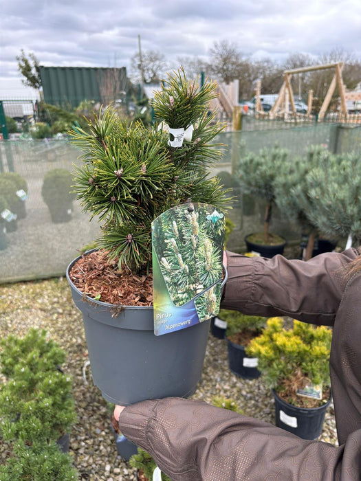 Pinus Mugo Alpenzwerg  5 Litre Pot