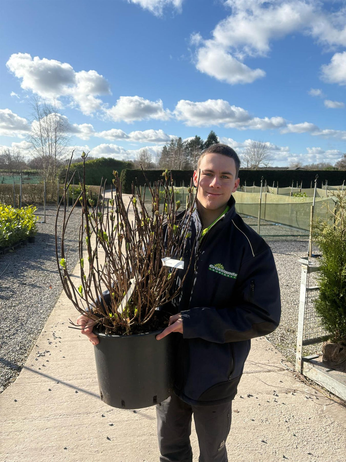 Hydrangea Frozen Smoothie 20 Litre Pot Grasslands Nursery hydrangea-frozen-smoothie-20-litre-pot-grasslands-nursery