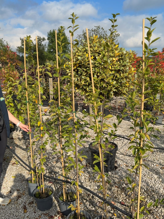 Carpinus betulus Fastigiata - Hornbeam Tree 5 Litre Pot