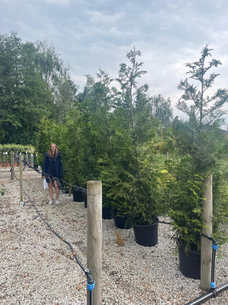 Thuja Hedging Martin 200/250cm End Of Line x 11