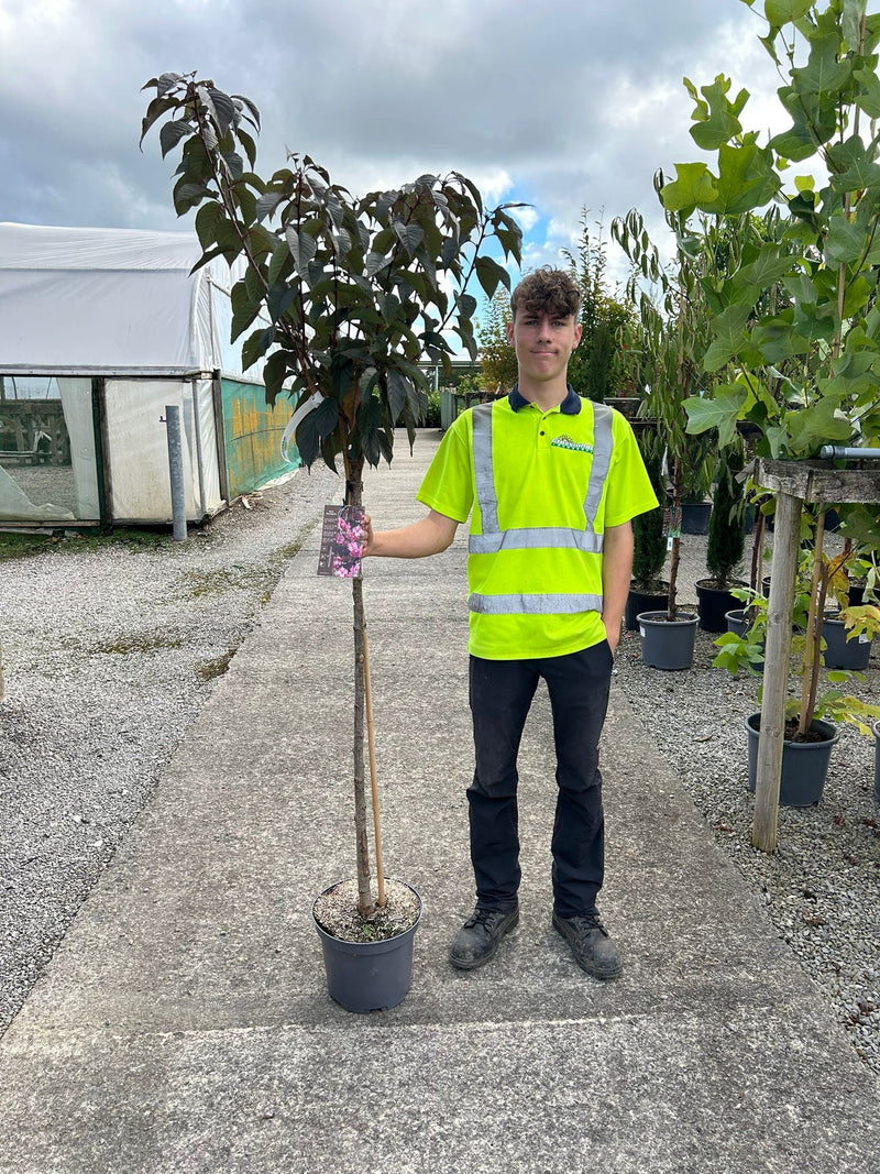 Prunus ser. Royal Burgundy Half Std 25 Litre Pot