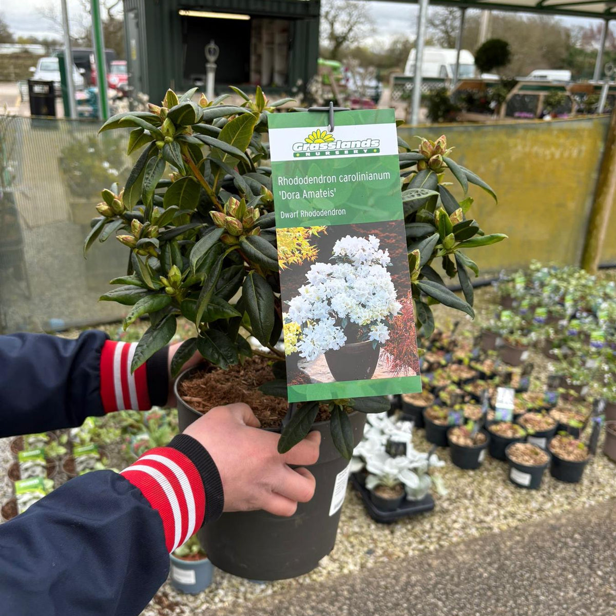 Rhododendron carolinianum Dora Amateis 4.5 Litre Pot — Grasslands Nursery