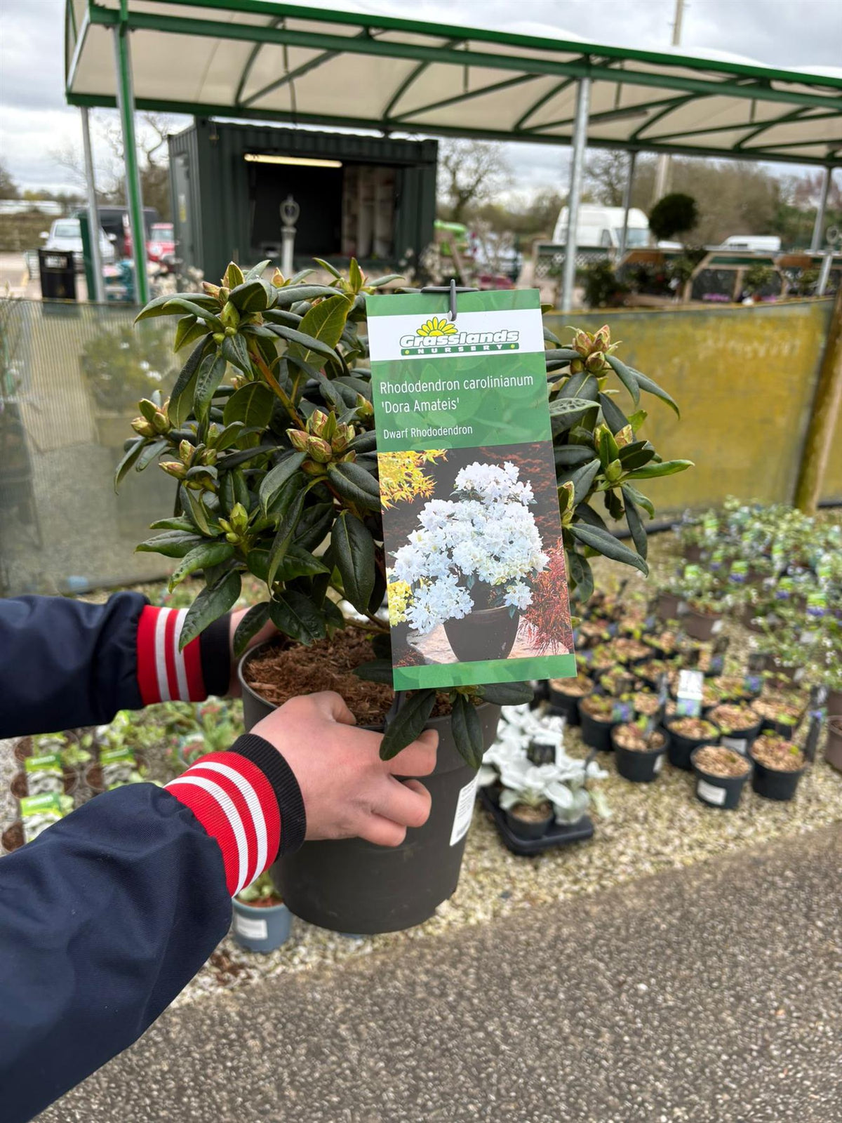 Rhododendron carolinianum Dora Amateis 4.5 Litre Pot — Grasslands Nursery