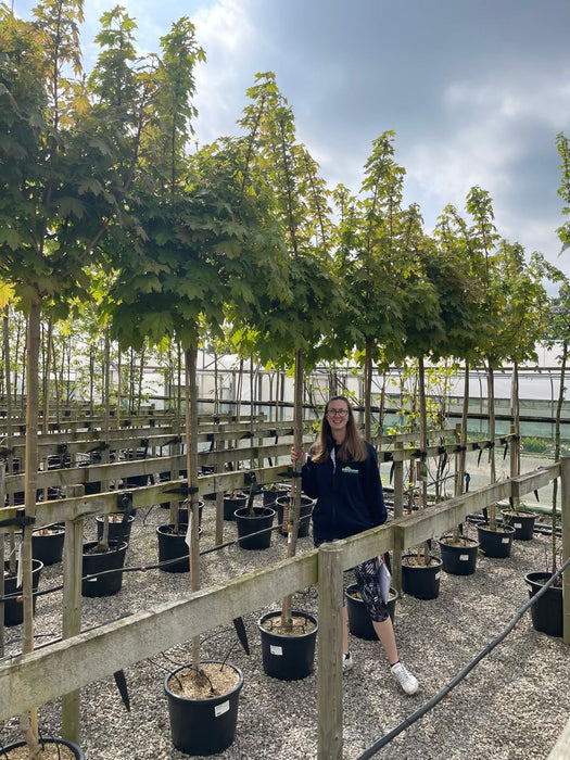 Acer Platanoides Globosum 25 Litre Pot