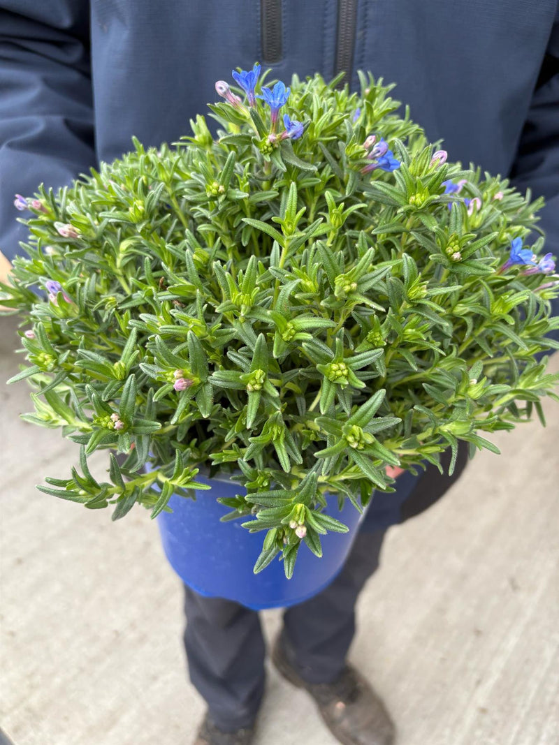 Lithodora Diffusa 3 Litre Pot