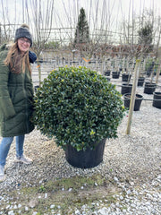 Ilex Meserveae Blue Maid Topiary Ball 90/100cm