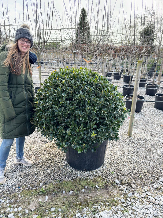 Ilex Meserveae Blue Maid Topiary Ball 90/100cm