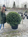 Ilex Meserveae Blue Maid Topiary Ball 90/100cm