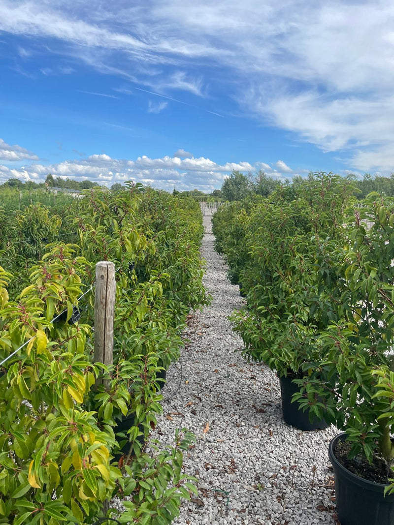 Seconds Portuguese Laurel Myrtifolia 45 Litre Pot 140/150cm  Super Wide