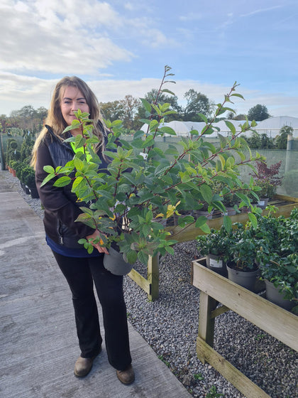Hydrangea Paniculata Sundae Fraise 4 Litre Pot 40/60cm