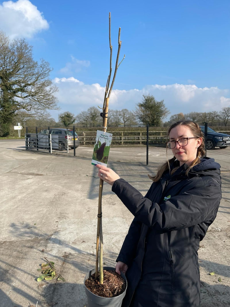 Magnolia Black Beauty 12 Litre Pot 1/2 Standard