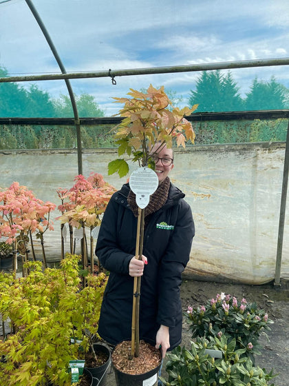 Acer Pseud. Brilliantissimum 5 Litre 1/2 Standard