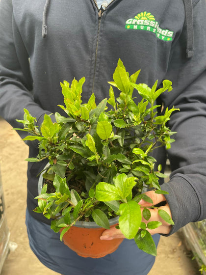 Pyracantha Red Cushion 2 Litre Pot