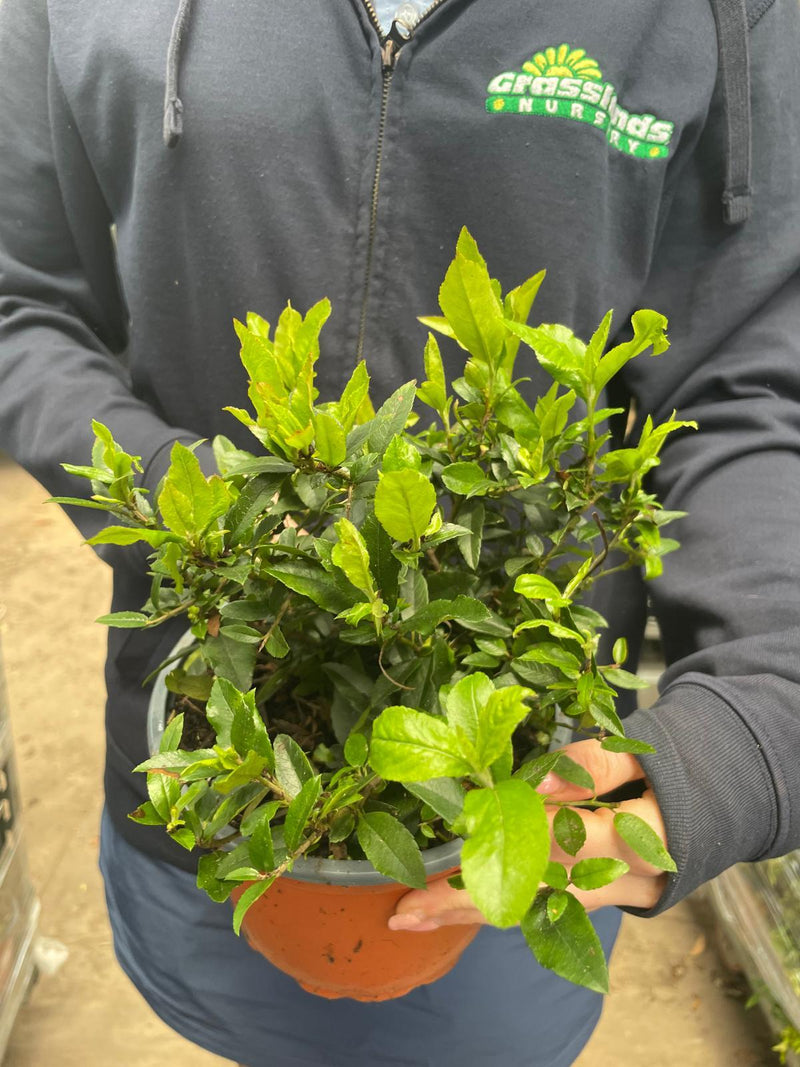 Pyracantha Red Cushion 2 Litre Pot