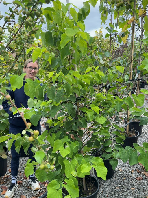Cercis canadensis Royal White 15 Litre Pot