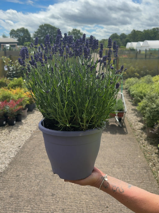Lavender Angustifolia Hidcote 5 Litre Pot