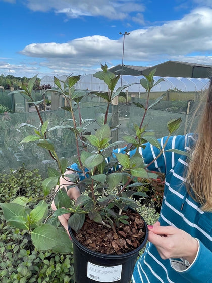 Weigela Nana Purpurea 3 Litre Pot