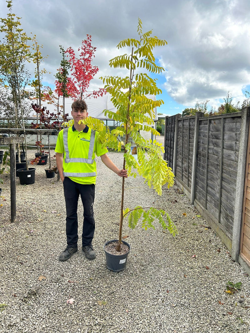 Robinia Frisia 25 Litre Pot