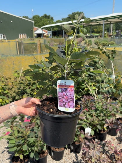 Cotinus coggygria Royal Purple 3 Litre Pot