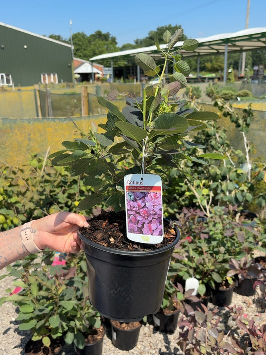 Cotinus coggygria Royal Purple 3 Litre Pot