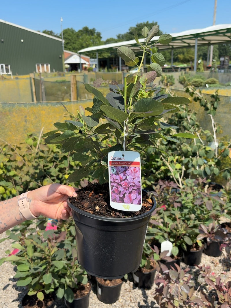 Cotinus coggygria Royal Purple 3 Litre Pot