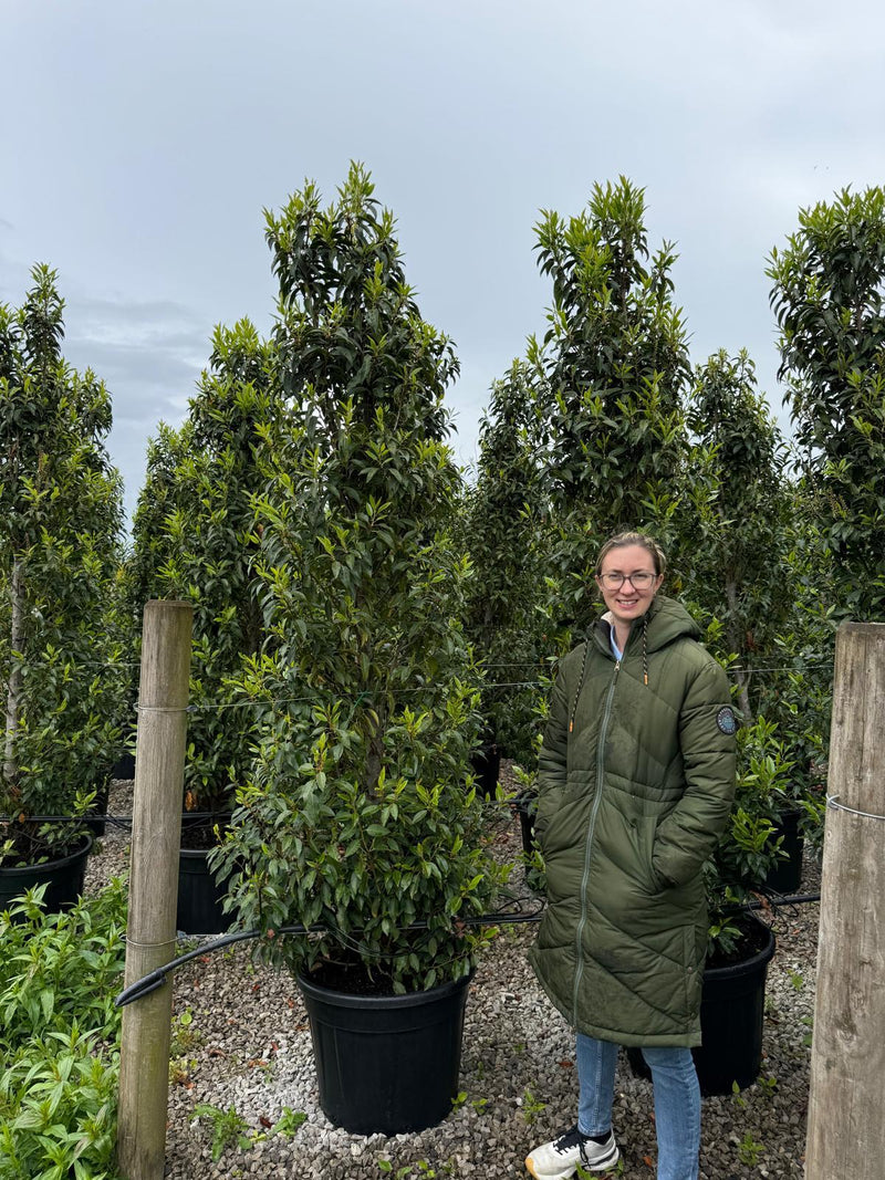Big Deal Portuguese Laurel Myrtifolia Hedging 220cm 50 Litre Pot x10