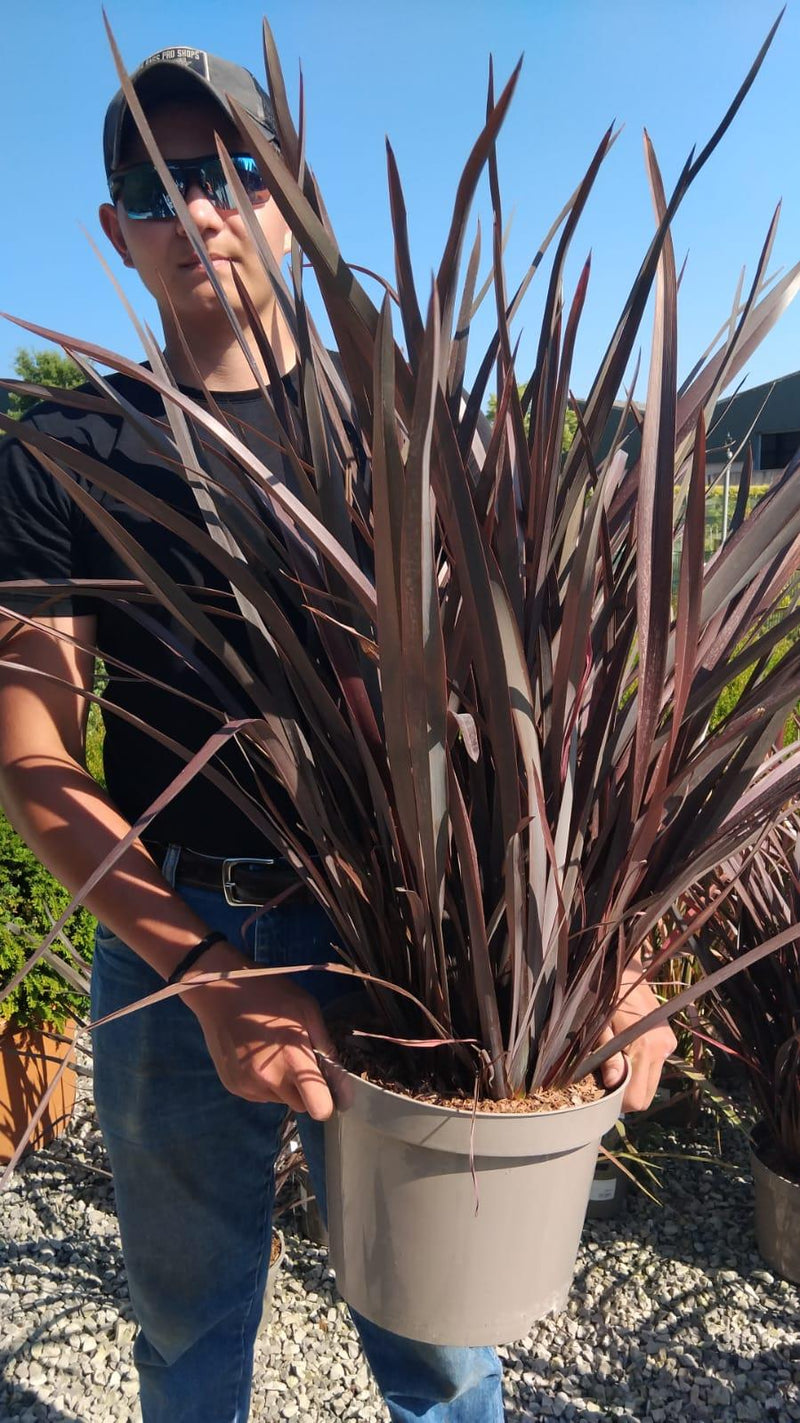 Phormium Red Sensation 10 Litre Pot