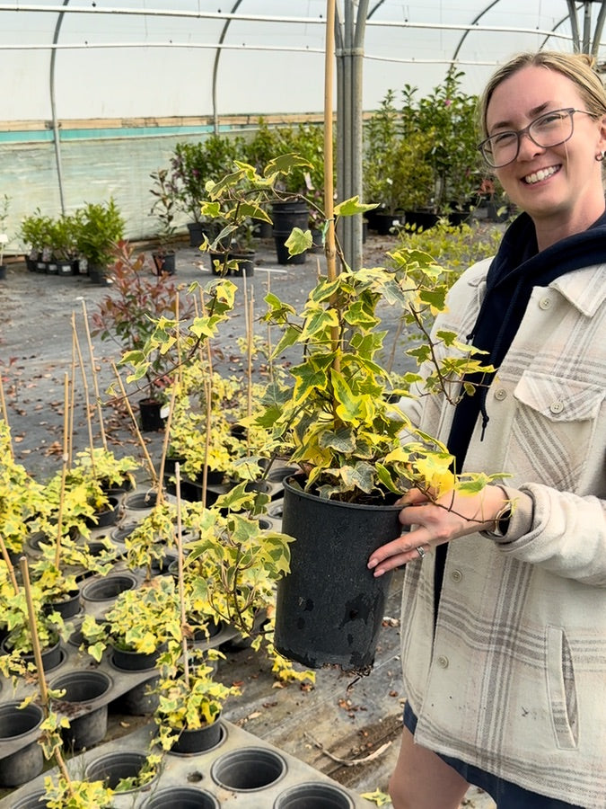 Hedera Helix Yellow Ripple 3 Litre Pot