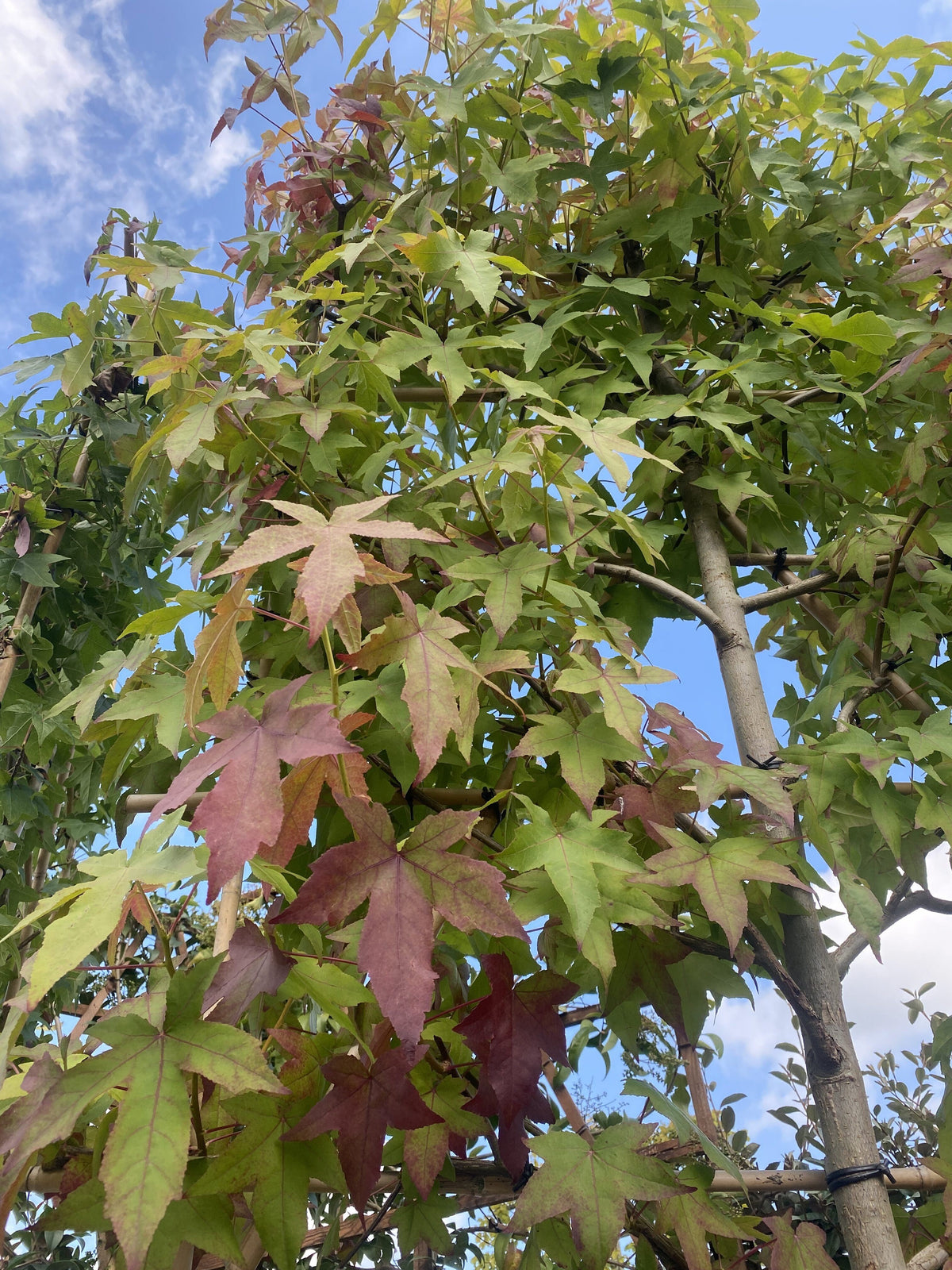 Liquidambar Styraciflua Pleached Std 180 Stem 10/12cm G, 140cm H x 120cm W Frame