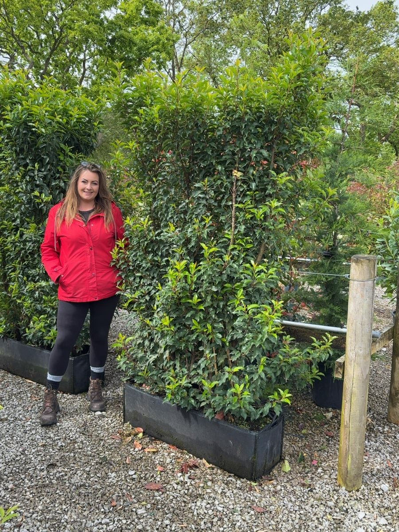 Portuguese Laurel Brenelia 1.8m Tall x 1m Wide Instant Hedge Unit