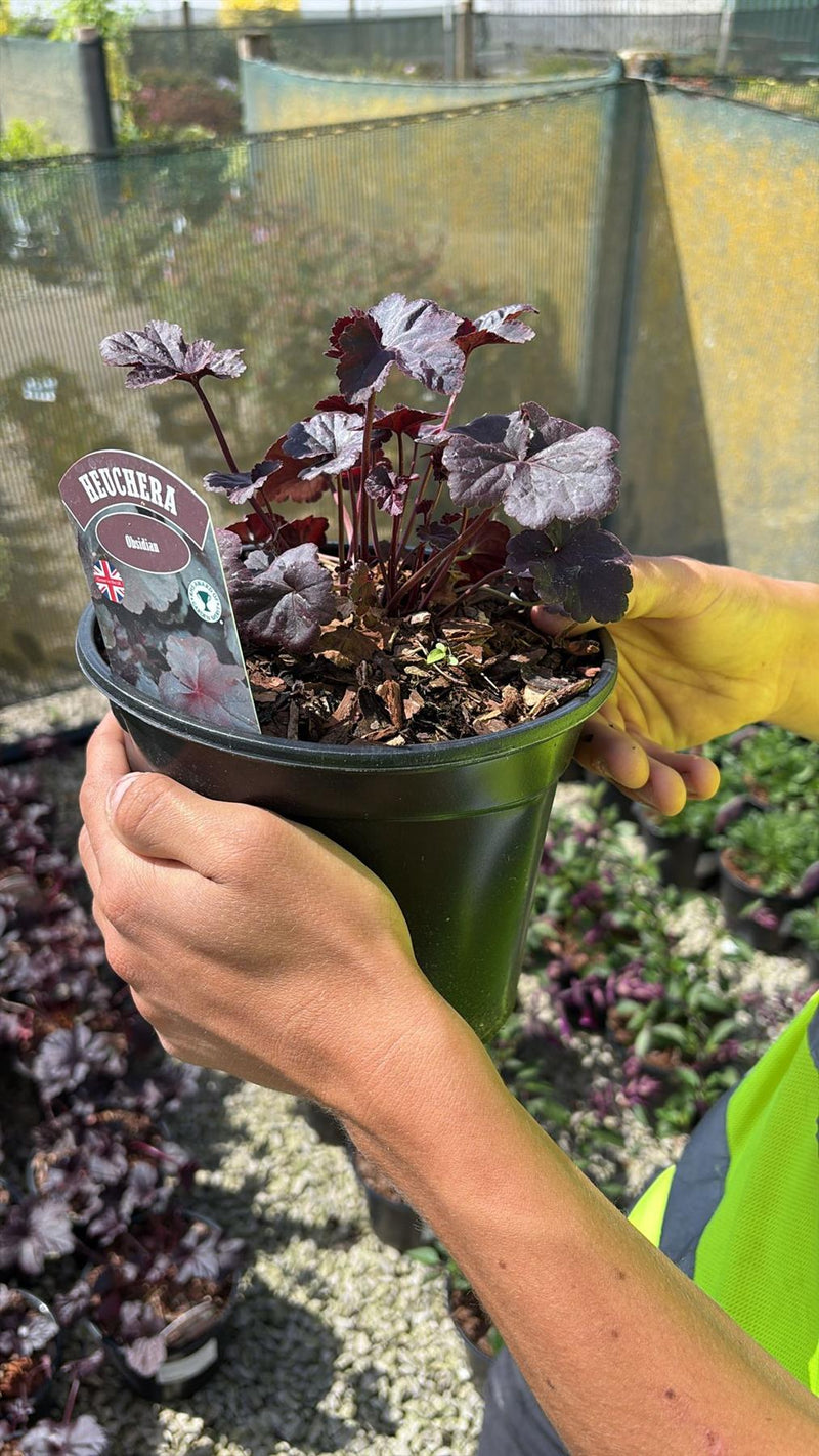 Heuchera Obsidian 3 Litre Pot