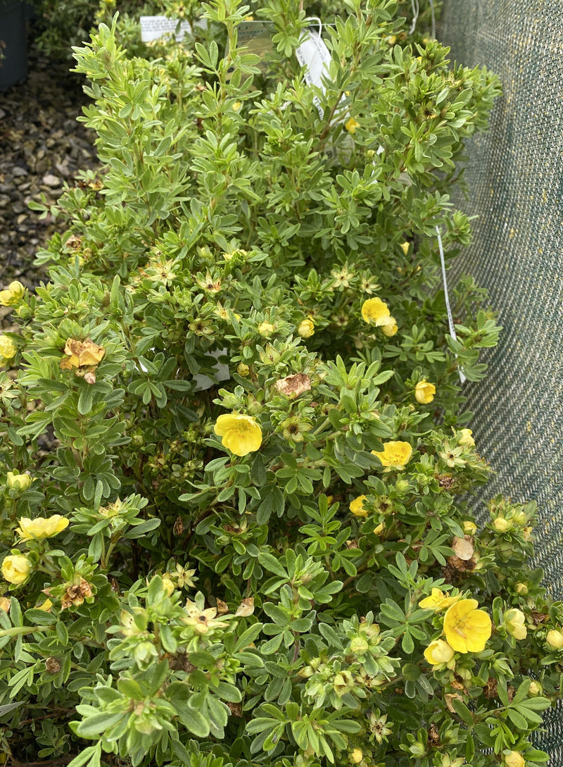Potentilla fruticosa Double Punch Gold 4.5 Litre Pot