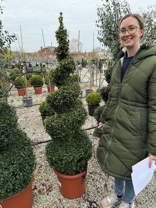 Buxus Spiral 20 Litre Pot 140-150cm
