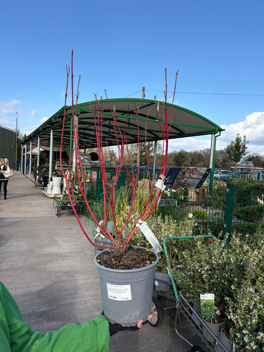 Cornus Baton Rouge 4.5 Litre Pot