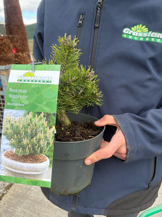 Pinus mugo Klostergrun 2.5 Litre Pot