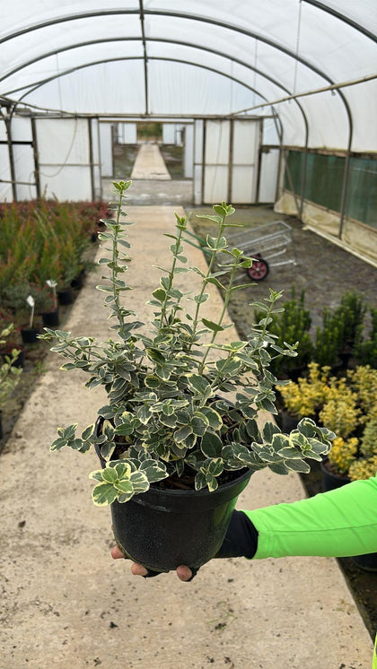 Euonymus Fortunei Emerald Gaiety 13cm Pot