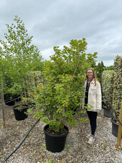 Viburnum Opulus Multi Stem 175/200cm Root Ball Delivery From November Onwards
