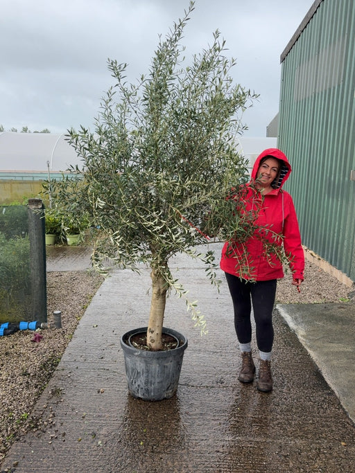 Olea Europea Or Olive Tree Heavy Standard 45 Litre Pot