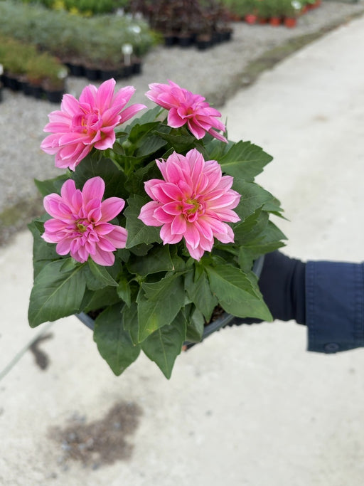 Dahlia Midi Pink 2 Litre Pot