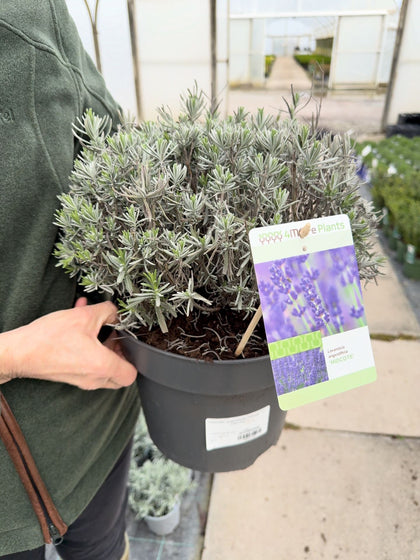 Lavender Angustifolia Hidcote 7.5 Litre Pot