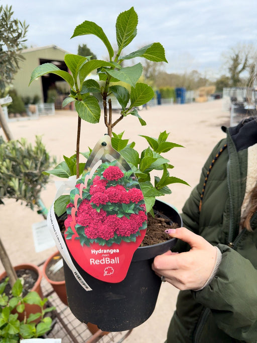 Hydrangea Macrophylla Red 5 Litre Pot