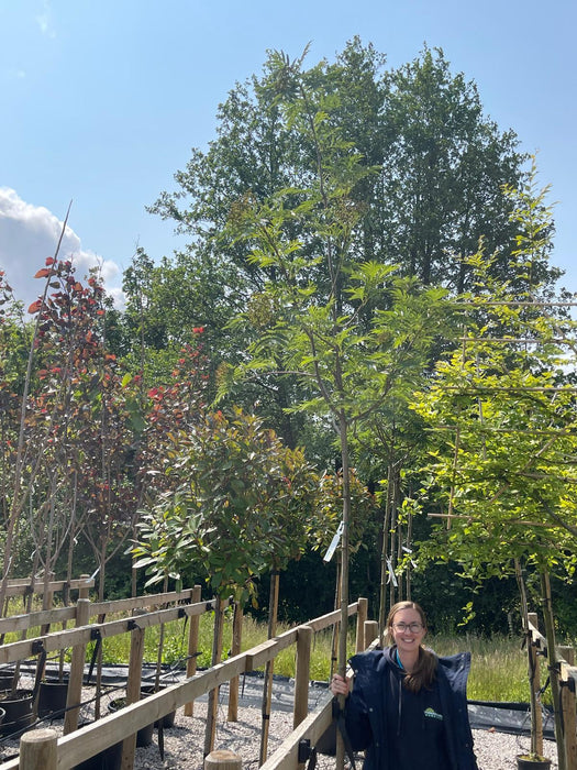 Sorbus Olympic Flame 8-10cm Girth Pot Grown