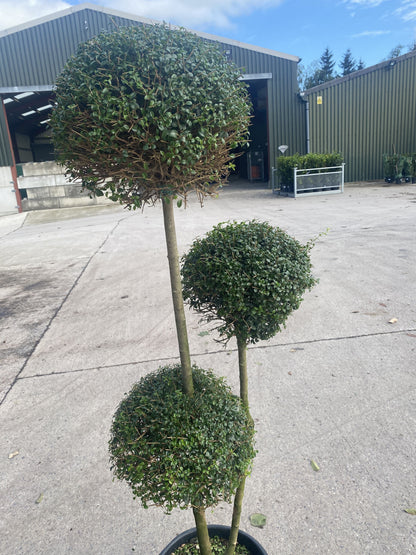 Ligustrum Delavayanum 3 Ball Pom Pom Multi-Stemmed Cloud Tree