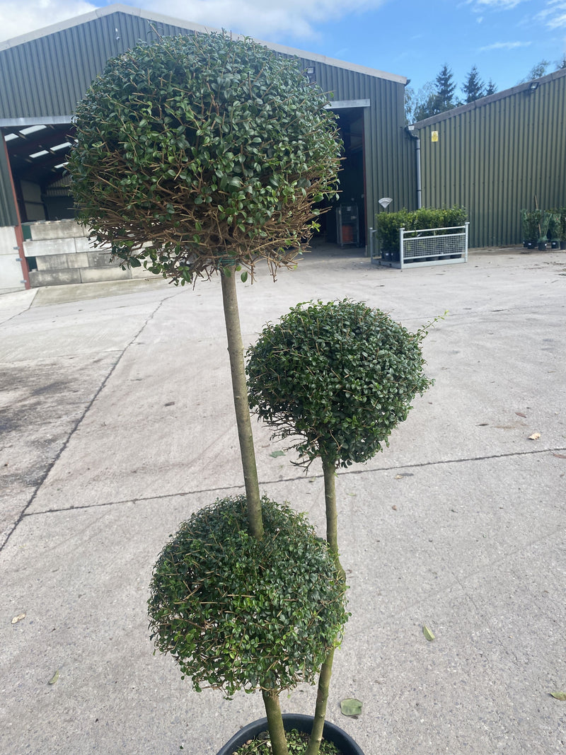 Ligustrum Delavayanum 3 Ball Pom Pom Multi-Stemmed Cloud Tree