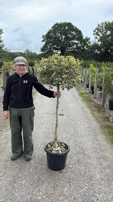 Ilex A. Argentea Marginata 25 Litre Pot 1/2 Standard